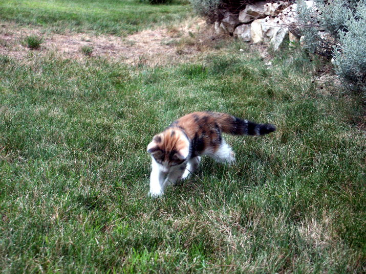 Caramel 07-05 027.jpg - DCF 1.0